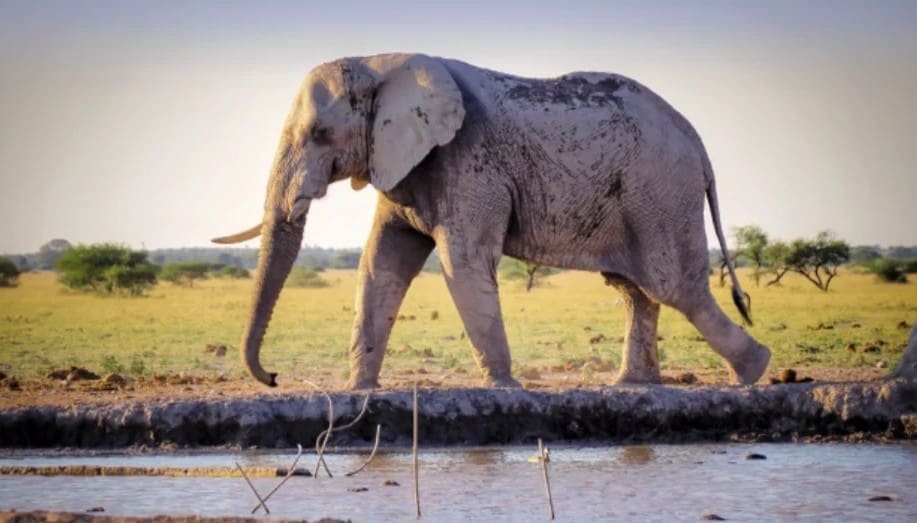 L’elefante di cui nessuno parla nel sistema di risarcimento degli abusi in Spagna